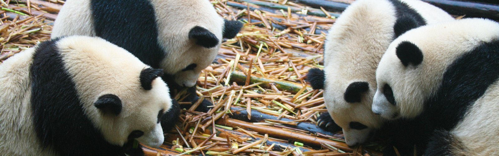 China pandas