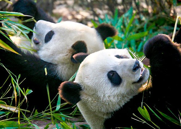 Wolong Panda Base