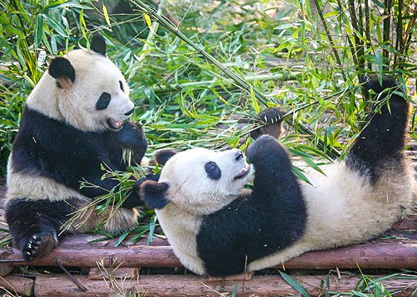Pandas & Golden Cities