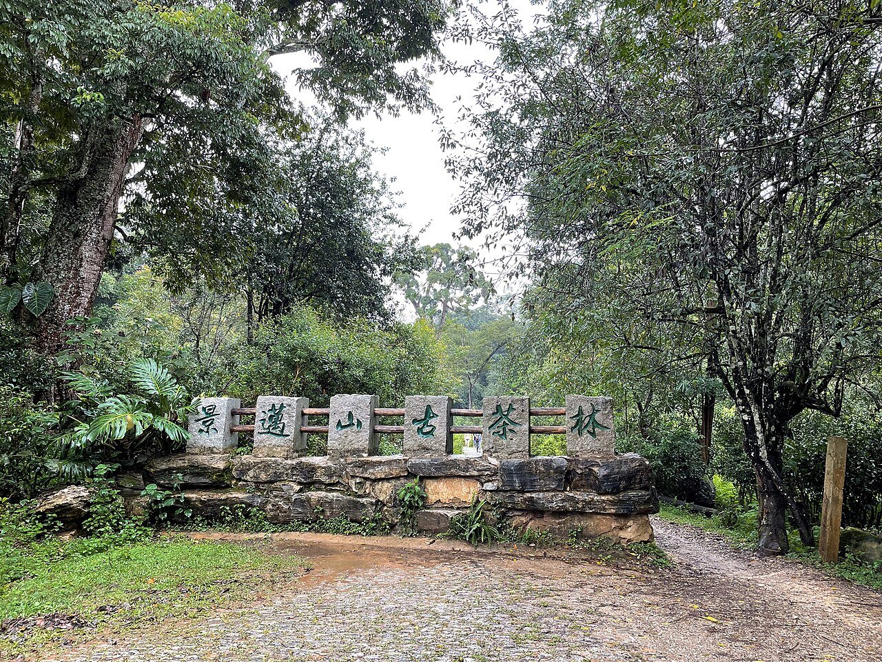 Jingmai Mountain, Yunnan