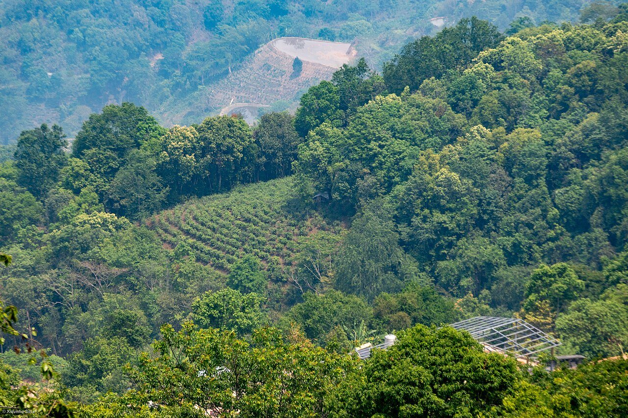 6-Day Jingmai Tea Forest & Tropical Garden in Yunnan