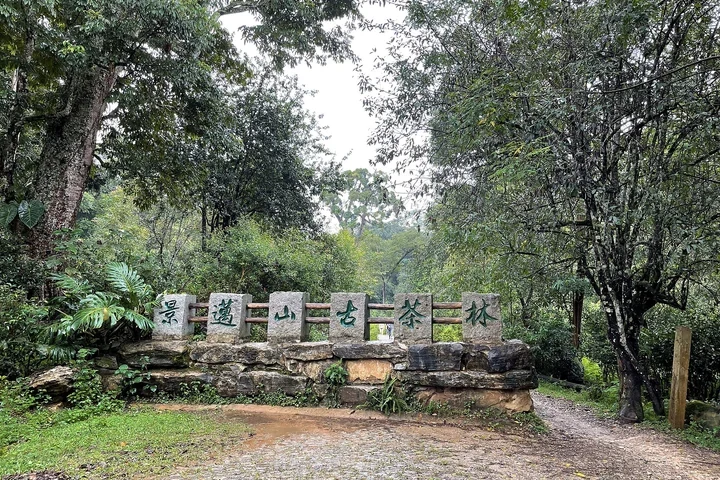 6-Day Jingmai Tea Forest & Tropical Garden — itinerary scenery