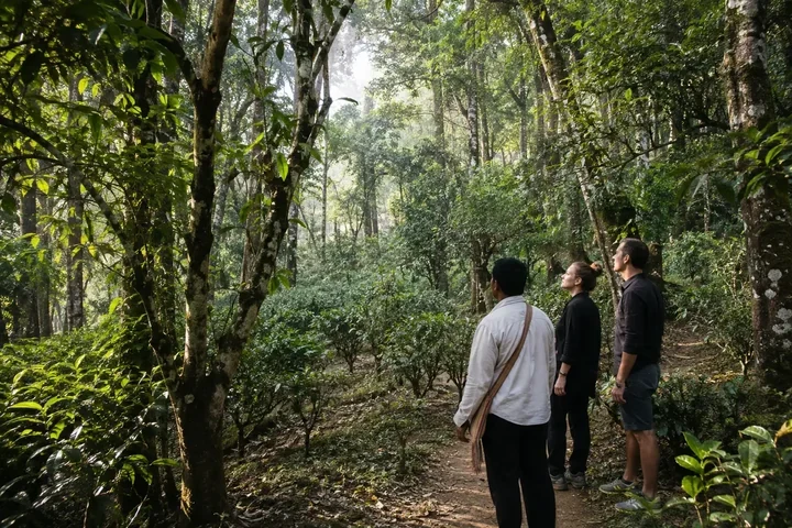 3-Day Classic Jingmai Mountain Tour — itinerary scenery