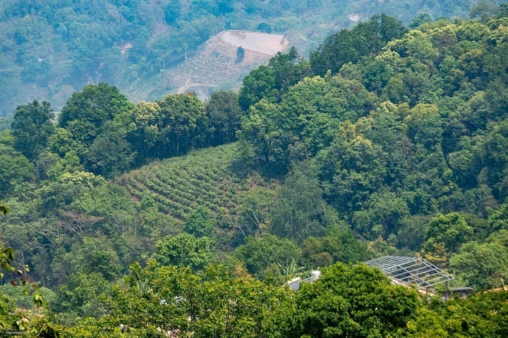 2-Day Jingmai Old Tea Forest Escape — itinerary scenery