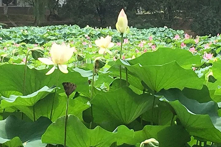 4-Day Puzhehei Lotus & Lake Tour — itinerary scenery