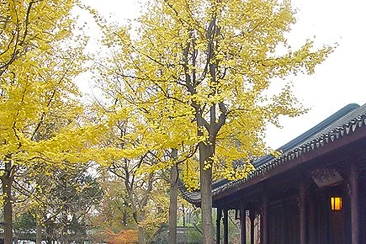 4-Day Seasonal Tengchong Ginkgo Tour — itinerary scenery