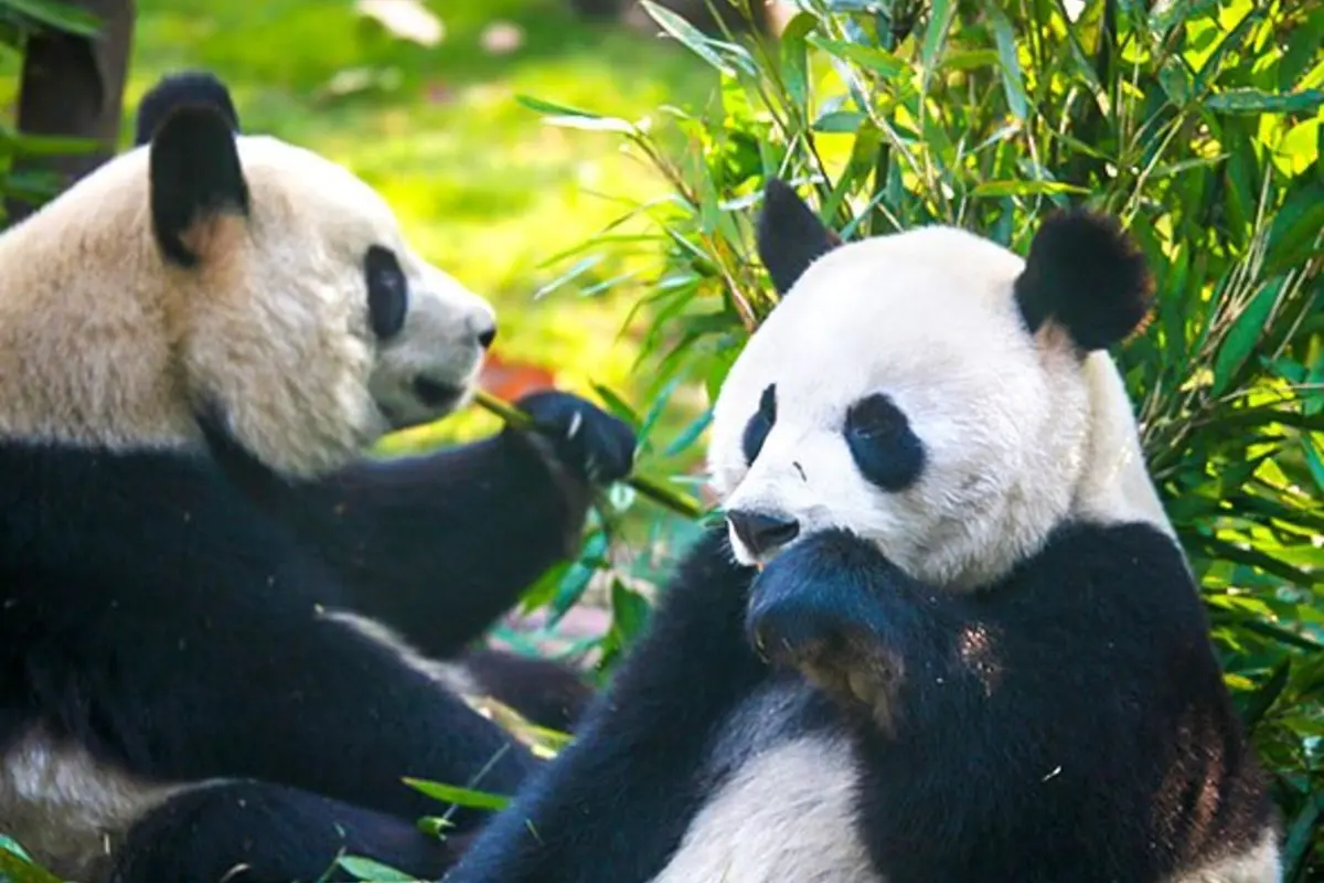 Chengdu local culture and city life