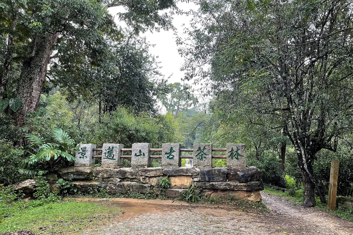 Entrance to an ancient tea forest on Jingmai Mountain