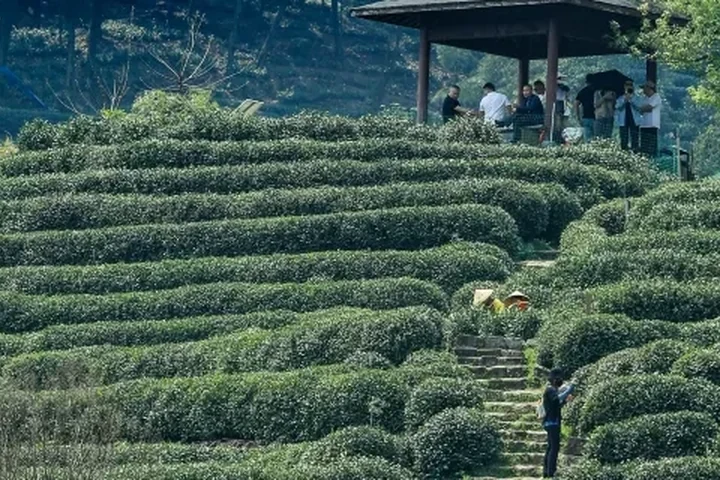 Longjing Village Tea Experience — itinerary scenery