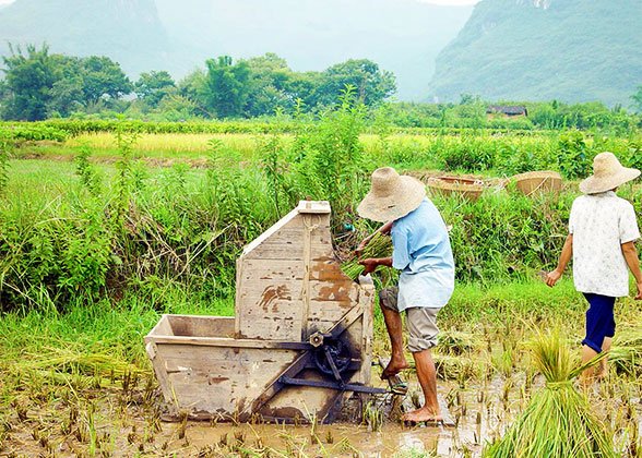 Rice-harvesting Farmers in Yangshuo Rice-harvesting Farmers in Yangshuo