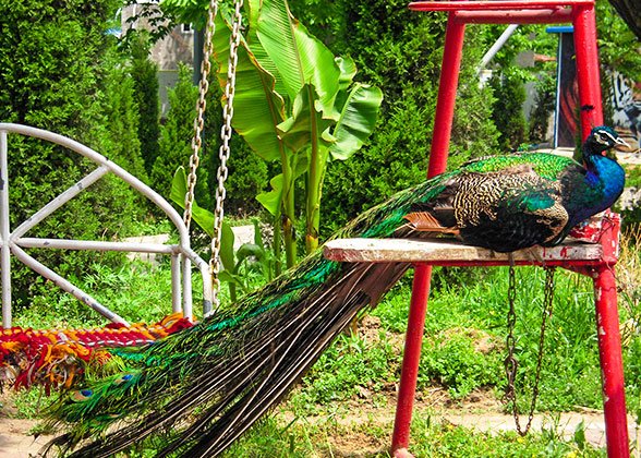 Peacock