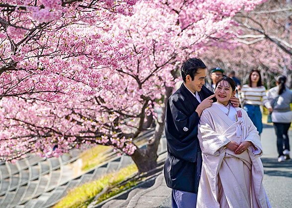 Cherry Blossom in Japan Cherry Blossom in Japan