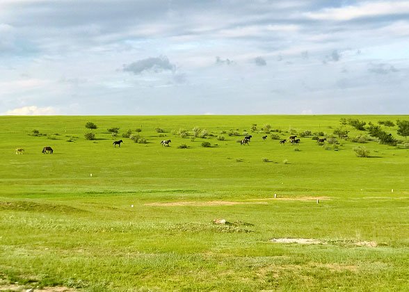 Xilingol Grassland in June