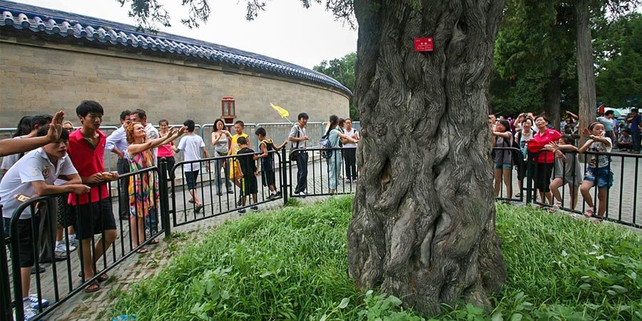 Visitors putting palms closer to the tree. Nine Dragon Cypress, Temple of Heaven