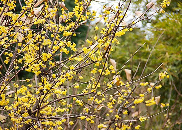 Plum Flowers in Zhangjiajie Forest Park