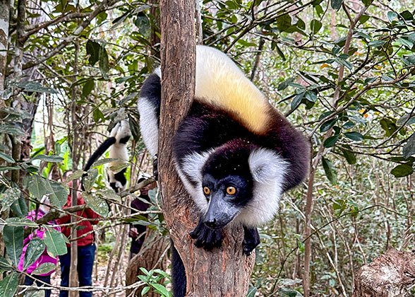 The Black-and-White Ruffed Lemurs The Black-and-White Ruffed Lemurs