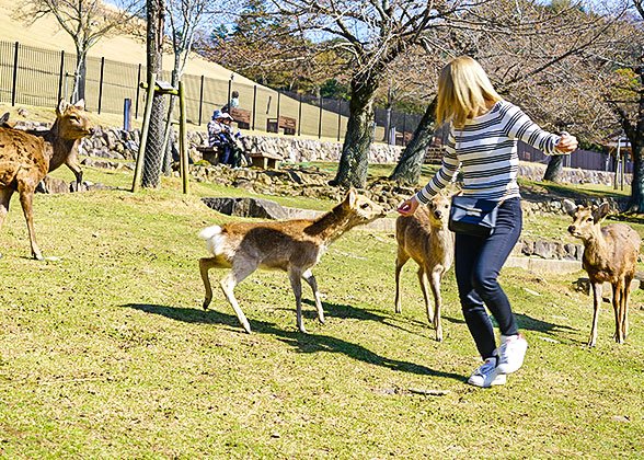 Feeding Deers in Nara Park