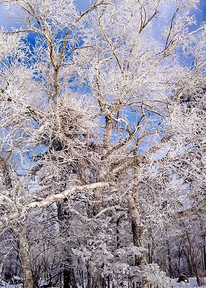 Stunning Snowy View