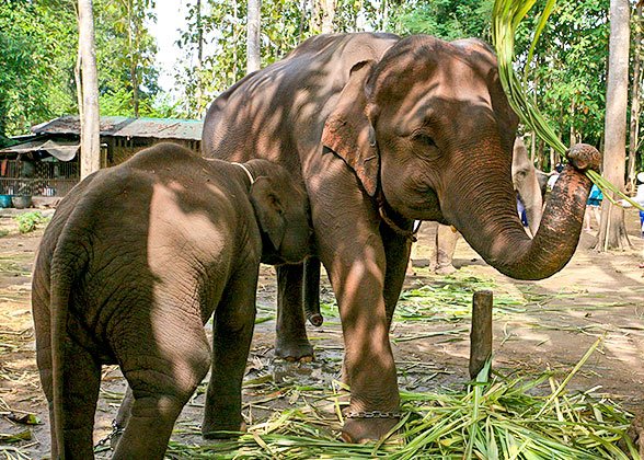 Elephant Jungle Sanctuary