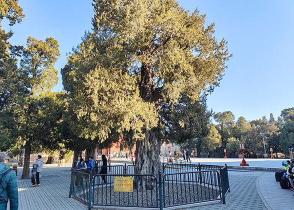Nine-Dragon Cypress, Beijing Temple of Heaven