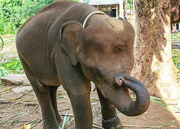 Elephant Nature Park, Chiang Mai