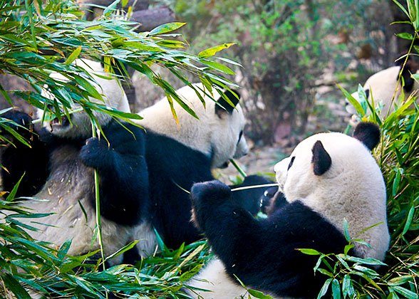 Giant Panda at the Research Base Giant Panda at the Research Base