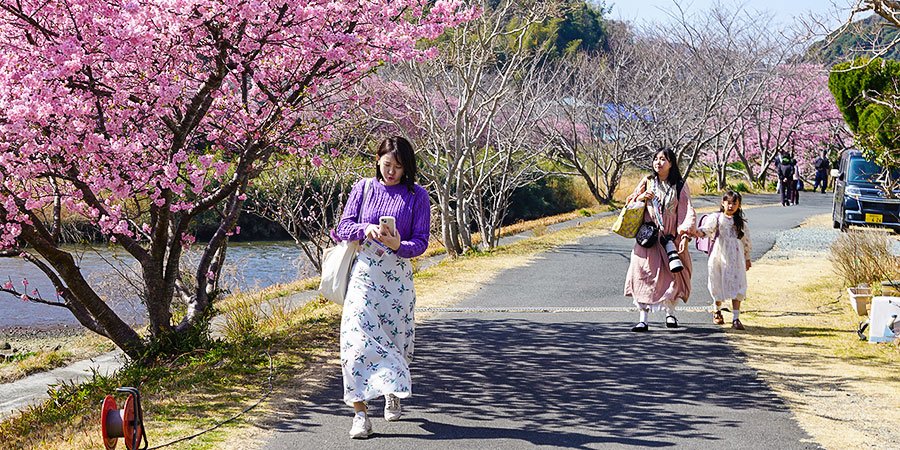 Cherry Blossoms in Spring