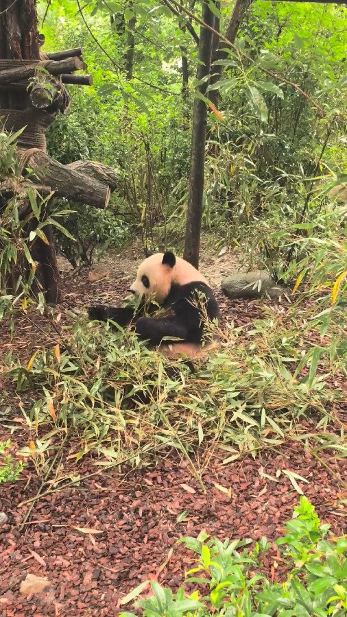 Cute Panda Eating Bamboo