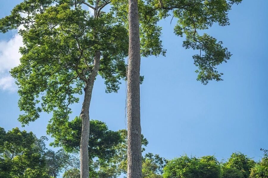 Tall tropical trees in Xishuangbanna Botanical Garden