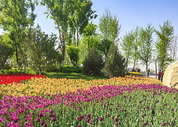 Beautiful Tulips