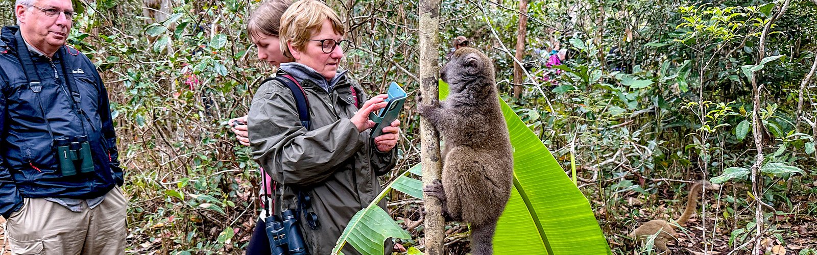 Meet Lemurs in Madagascar Meet Lemurs in Madagascar