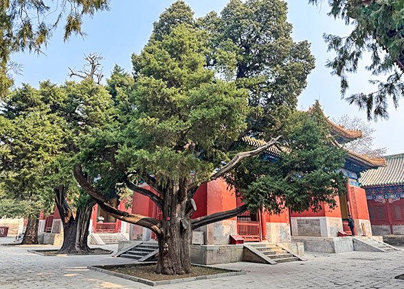 Chujian Bai (Touch Evil Cypress), Temple of Confucius, Beijing
