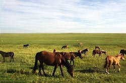 Hulunbuir Prairie