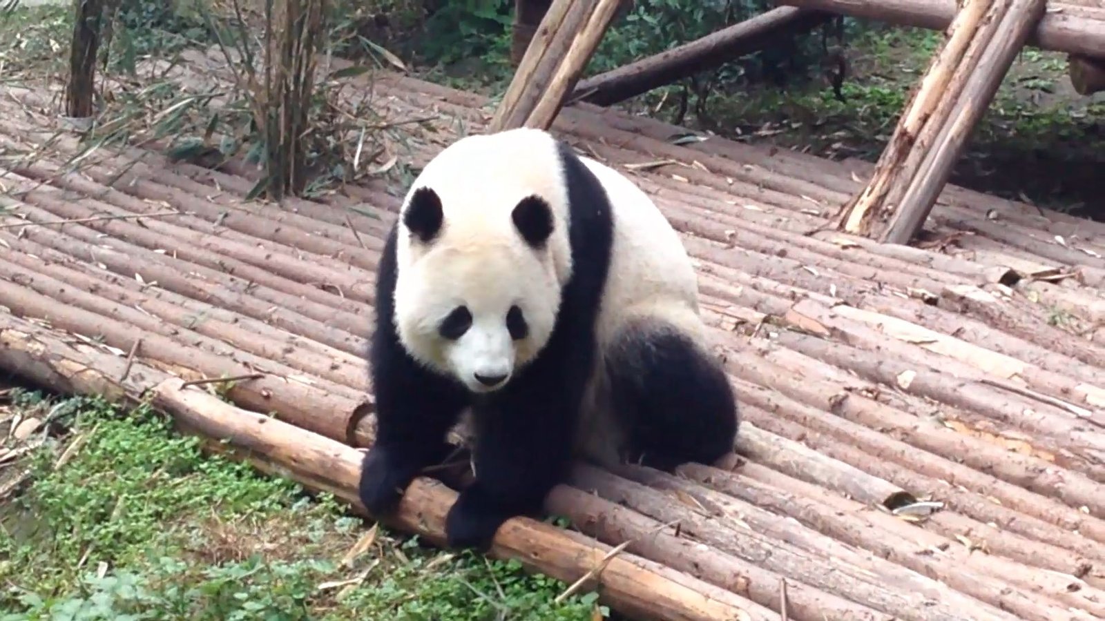 Chengdu Research Base of Giant Panda Breeding
