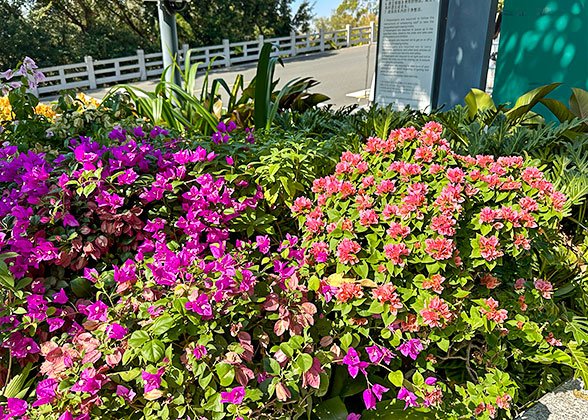 Various Blossoms in April