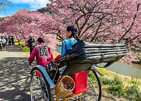 Cherry Blossom in Japan
