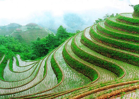 Longji Rice Terraces Longji Rice Terraces