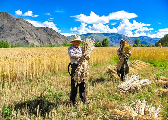 Tibetan People in the Countryside Tibetan People in the Countryside