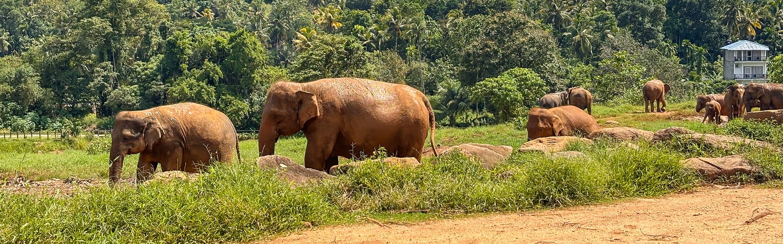 Elephant in Sri Lanka
