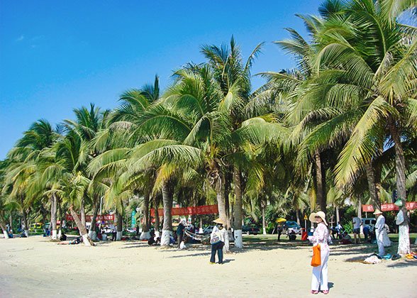 Palm-fringed Beach