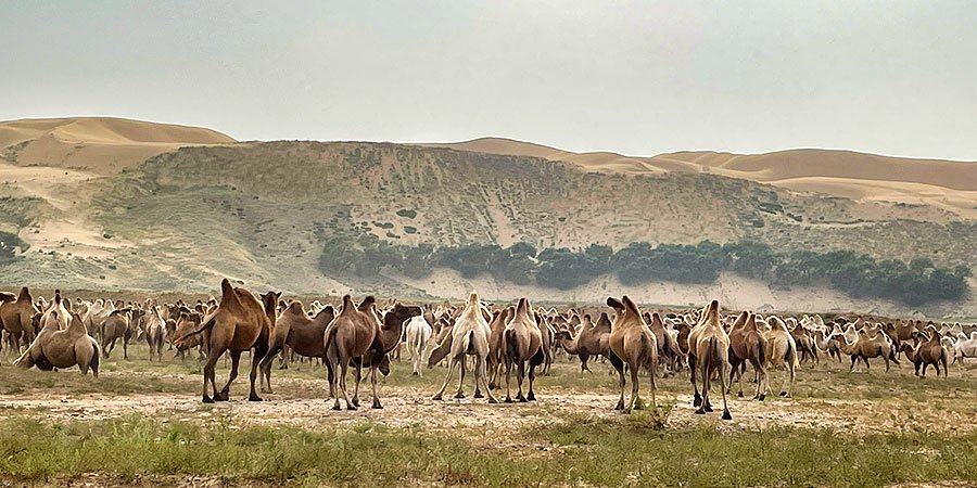 Inner Mongolia Grassland in April