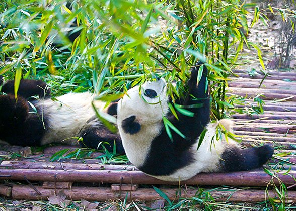 Lovely Panda