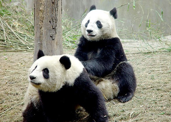Pandas at the Chongqing Zoo Pandas at the Chongqing Zoo