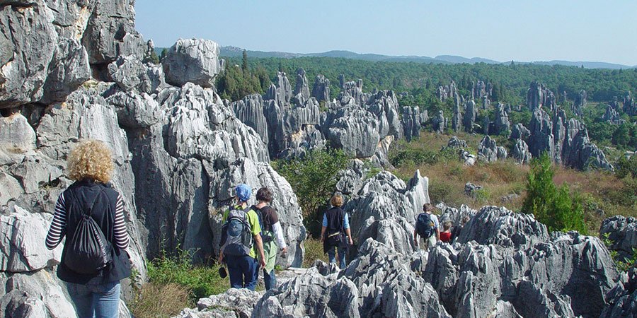 Stone Forest