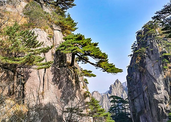 Wondrous Pines, Mt. Huangshan
