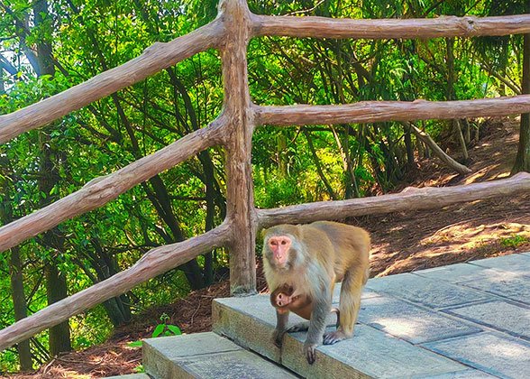 Encounter Wild Monkeys at Zhangjiajie Forest Park