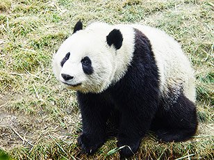 Giant Panda
