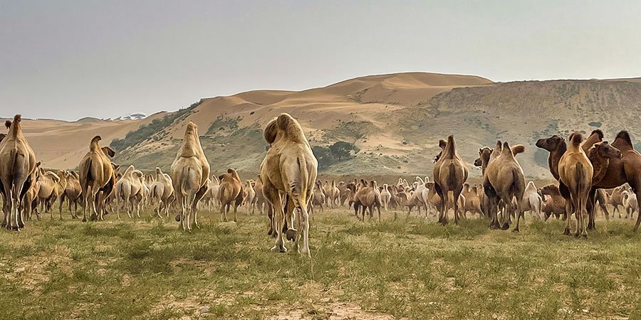 Barren Land in Spring
