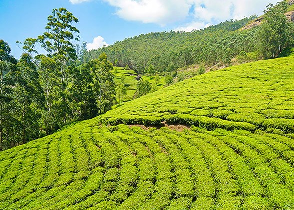 Cameron Highlands Cameron Highlands
