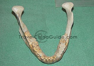 Fossil of the Skull of Lantian Man, The Paleolithic Age